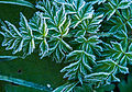 Frosty Green (8127250640).jpg