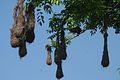 Montezuma Oropendola nests (5684285270).jpg