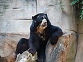 spectacled bear