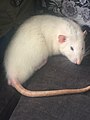 A curled up male Fancy Rat.jpg