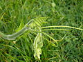 Cucurbita pepo - end of vine with ants.jpg