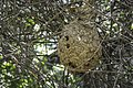 The nest.jpg