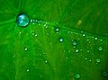 Blue Sky on Water Droplet (3512892915).jpg