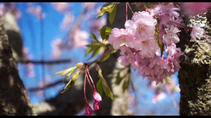 File:Springtime Blossoms in Marjorie Post Park.jpg