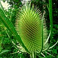 Teasel - Flickr - Stiller Beobachter (1).jpg