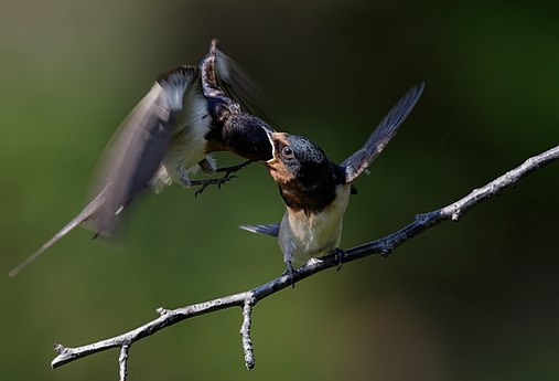 Barn swallow (feeding) at Tennōji Park in Osaka, June 2016 - 315.jpg