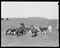 "A few of the fine Hereford cattle belonging to Sherman Stiner, a progressive farmer on Lead Mine Bend, Union County... - NARA - 532727.jpg