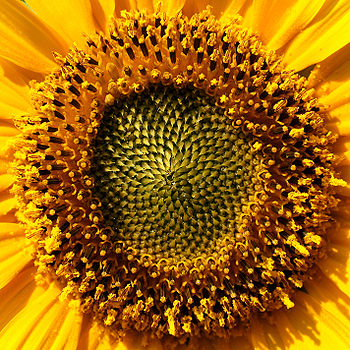 SunflowerThe sunflower (Helianthus annuus) is an annual plant in the family Asteraceae and native to the Americas, with a large flowering head (inflorescence).