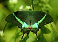 Open wing position of Papilio crino, Fabricius,1793 – Common Banded Peacock WLB.jpg