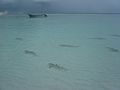 Aldabra Atoll-108986.jpg