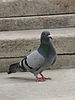 Feral pigeon.jpg