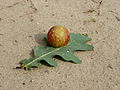 Gall on oak leaf 1.jpg