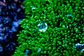 Bright water and moss (3758253267).jpg