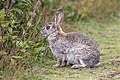 Rabbit (Oryctolagus cuniculus) Skomer.jpg