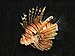 Common lion fish Pterois volitans.jpg