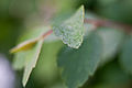 Spiraea × vanhouttei leaf close-up f2,8 Rostock HBP 2010-06-06.jpg