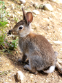 Oryctolagus cuniculus 00003.png