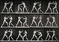 Two men boxing. Photogravure after Eadweard Muybridge, 1887. Wellcome V0048677.jpg