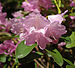 Rhododendron williamsianum (flower).jpg