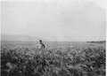 "A crop of irrigated barley. Barley growing on the Camas Division." - NARA - 293343.tif