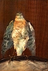 (Albi) Un faucon pèlerin Toulouse-Lautrec 1880 MLT30.jpg
