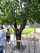 The Survivor Tree of the World Trade Center.jpg
