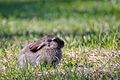 Small European Rabbit.jpg