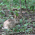 Wild rabbit in Parco Alto Milanese, May 2nd, 2015.jpg