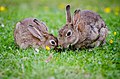 European-rabbits-1006621.jpg
