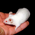 White lab mouse in hand B.jpg