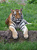 Panthera tigris altaica in Lodz Zoo 2.jpg