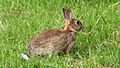 Rabbit (Oryctolagus cuniculus) (8).jpg