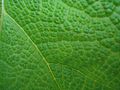 Leafy Giant Plant (2484290230).jpg