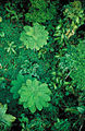 CSIRO ScienceImage 3731 Tropical rainforest canopy with palms and ferns near Cairns QLD.jpg