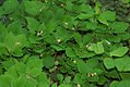 Pachysandra procumbens 9zz.jpg