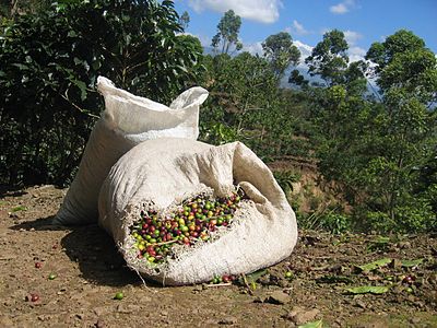 Freshly picked coffee near Orosí, Costa Rica