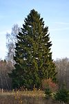 Spruce in Estonia
