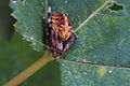 Neoscona punctigera, a member of Spotted Orbweavers (Genus Neoscona) (15282493993).jpg