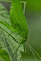 Katydids.jpg