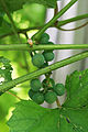 Very green, very unripe grapes.jpg