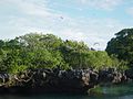 Aldabra Atoll-108987.jpg