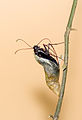 The birth of the Papilio memnon 1015.jpg