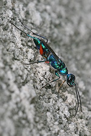 Ampulex compressa, commonly called Emerald Cockroach Wasp. Pictured in Dar es salaam, Tanzania.