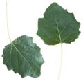 Populus alba leaf front side.png