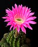 Cactus flower unidentified.jpg