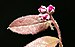 (MHNT) Loropetalum chinense f. rubrum - buds.jpg