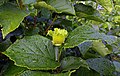 Hazelnut after the rain.jpg