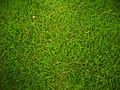 Grass 01.jpg