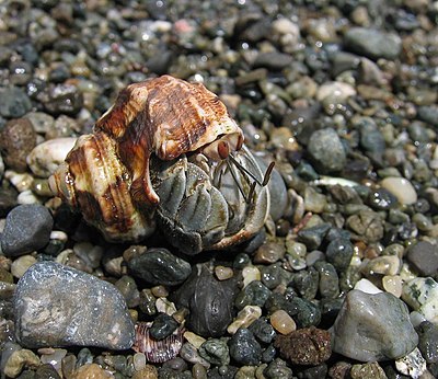 A Hermit Crab at Parque Nacional Corcovado