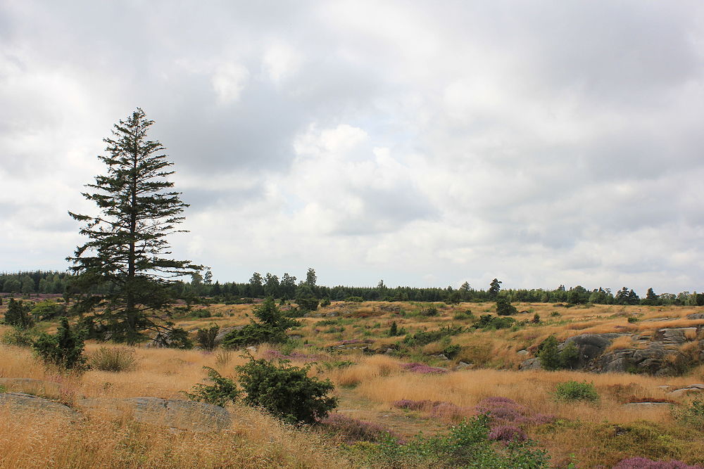 2015 Heidelandschaft Paradisbakkerne Bornholm.jpg